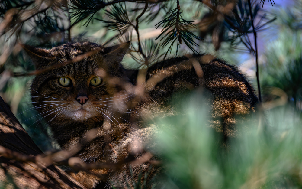 scottish wildcat sitting in a tree